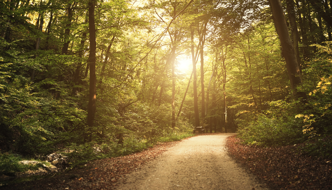 forest on a sunny day
